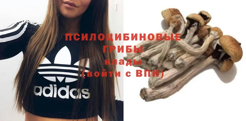 Галлюциногенные грибы Magic Shrooms  Балей 